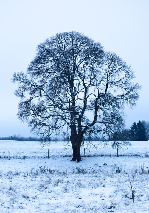 Free A solitary tree stands in a snowy field, showcasing winter's quiet beauty. Stock Photo
