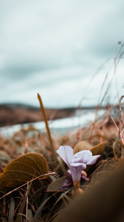 Free Close-Up Photo of Purple Flower Stock Photo