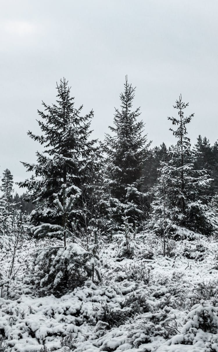 Snowy Pine Trees In The Forest During Winter