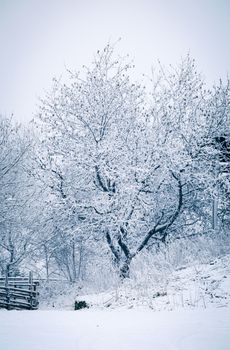 Beautiful snow-covered trees in a peaceful winter landscape, ideal for seasonal themes.