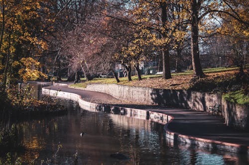 Photo of a Pond in an Autumn Park