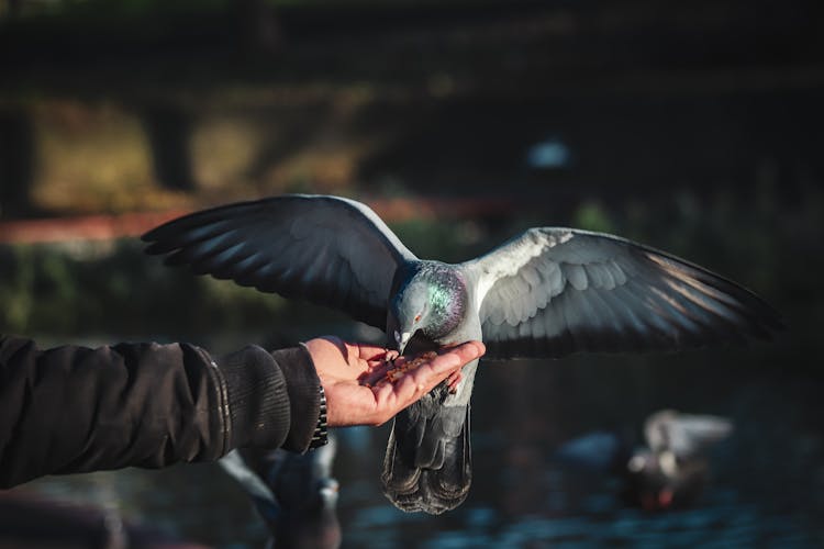 Pigeon Eating From Hand