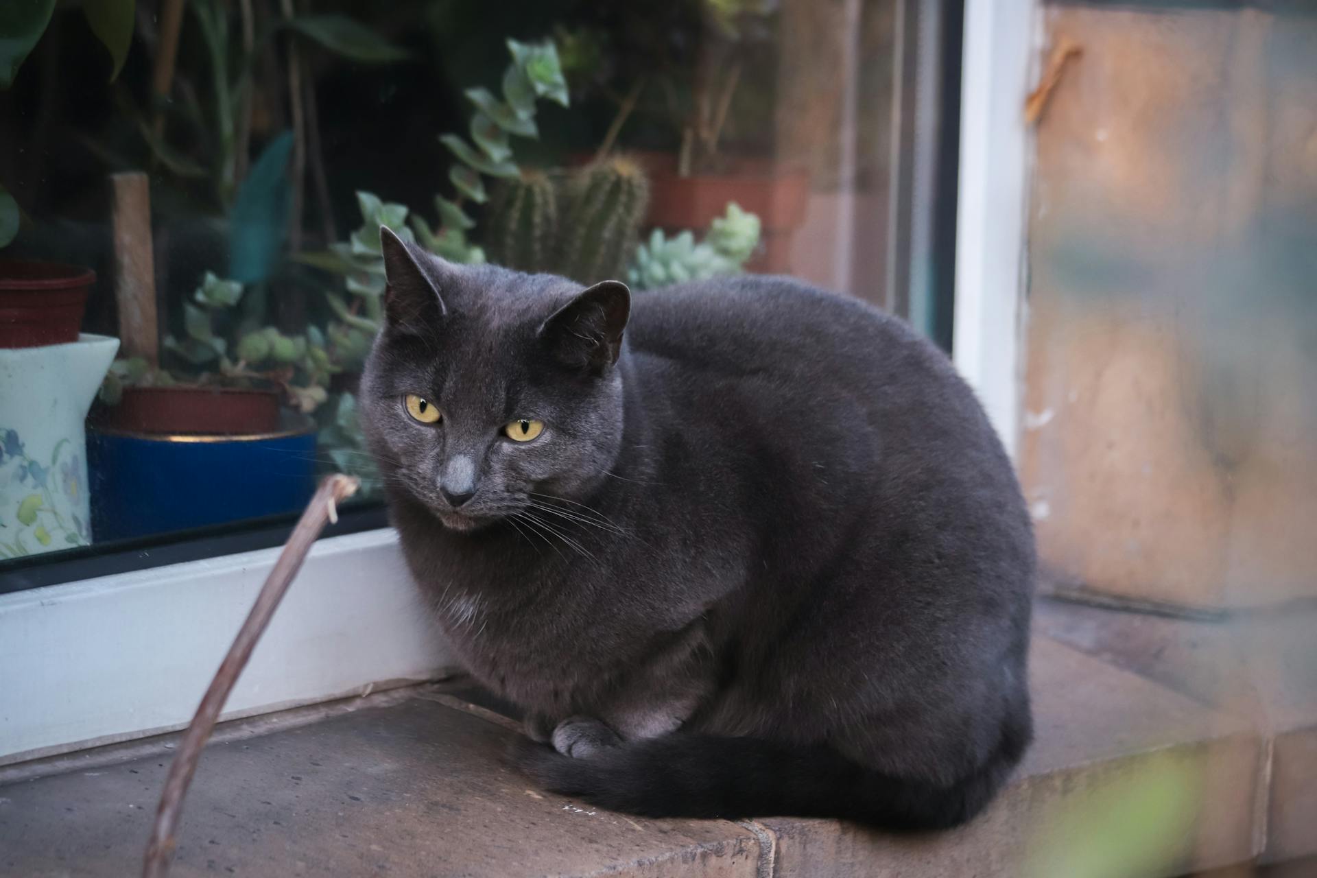 Cat Sitting on a Windowsill