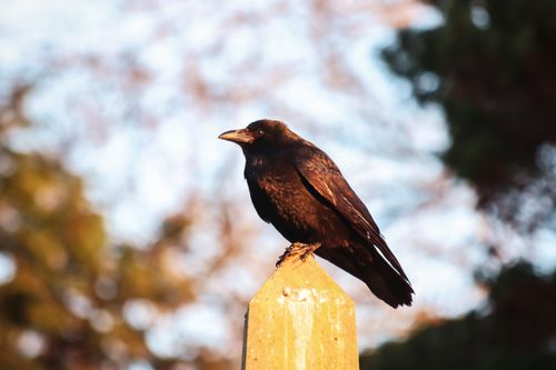 Free A crow elegantly perched on a wooden post with a blurred nature background. Stock Photo