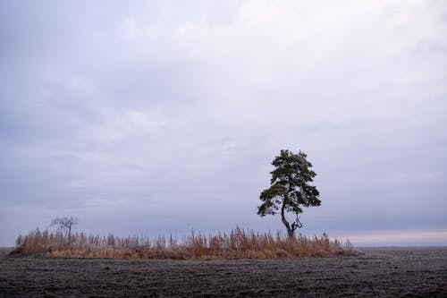 Immagine gratuita di albero, arido, campagna