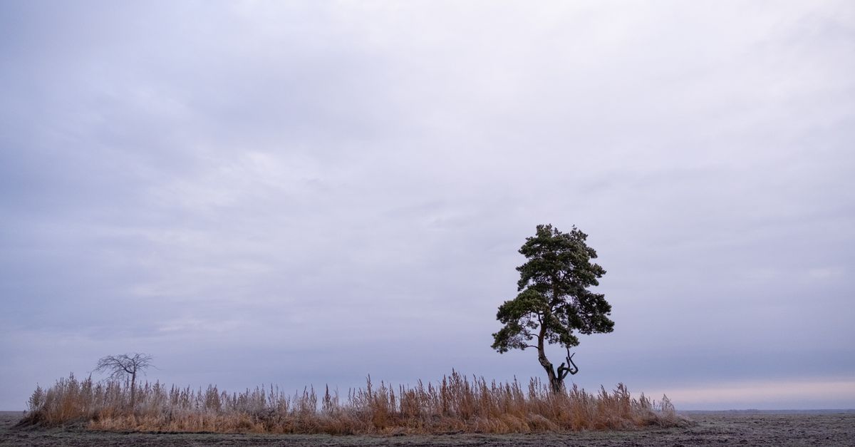 A sad, lonely island with a single tree labeled