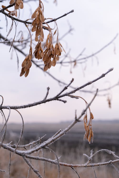 Dried Leaves on a Snow Covered Tree Branches