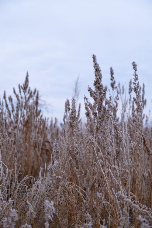 Free Tall dried plants in an open field covered with frost on a chilly autumn day. Stock Photo