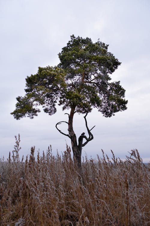 Základová fotografie zdarma na téma hřiště, louky, strom