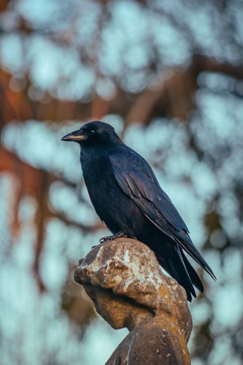 Free A striking crow perched on a weathered stone statue against a blurred natural background. Stock Photo