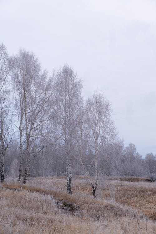 Immagine gratuita di alberi, campo, erba