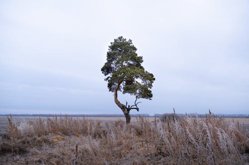 Immagine gratuita di albero, campagna, natura