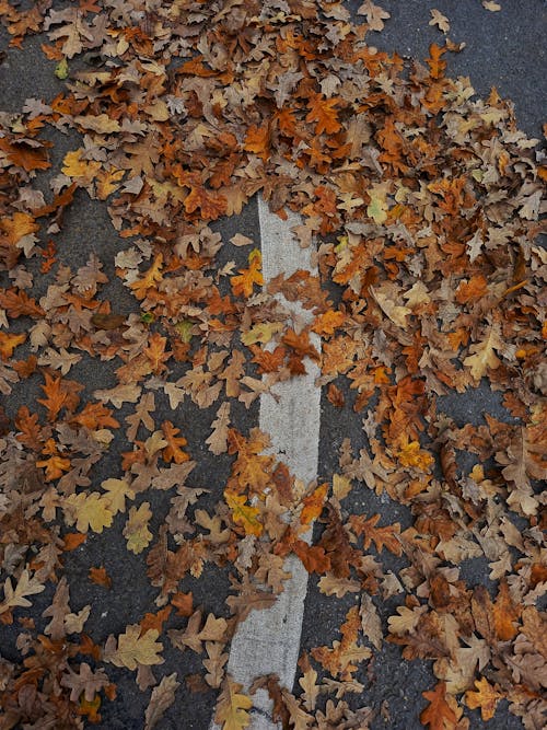 コンクリートの地面, 上面図, 乾燥した葉の無料の写真素材