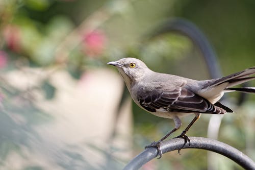 Fotobanka s bezplatnými fotkami na tému divočina, fotografovanie vtákov, severný mockingbird