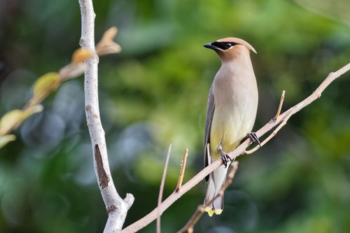 Free A cedar waxwing bird perched gracefully on a branch, showcasing its delicate plumage in a natural setting. Stock Photo