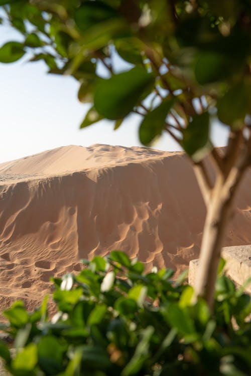 Foto d'estoc gratuïta de arbre, desert, duna