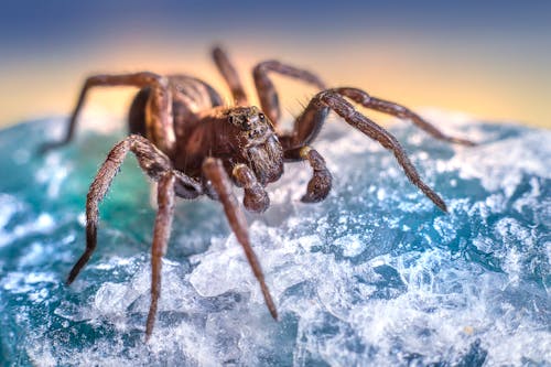 Bezpłatne Darmowe zdjęcie z galerii z fotografia zwierzęcia, pająk, pajęczak Zdjęcie z galerii
