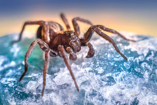 Free stock photo of animal, bug, closeup