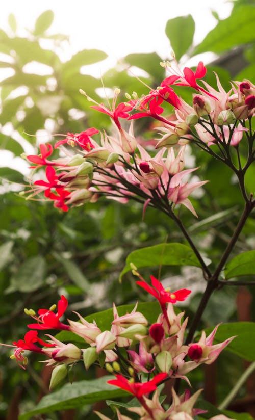 Free stock photo of autumn leaves, flower, red