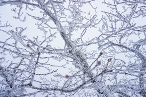 免费 下雪的天氣, 低角度拍摄, 冬季 的 免费素材图片 素材图片