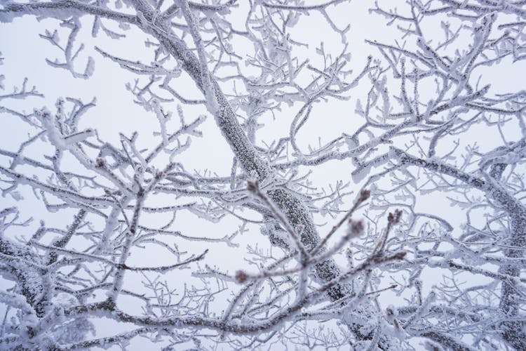 Snow On Tree Branches