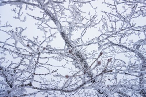 Free Close-up of frosty tree branches covered in snow on a winter day. Stock Photo