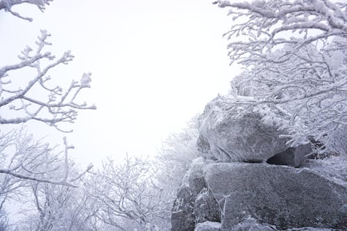 Trees and Rock Formations Covered in Snow 