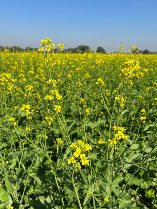 Rapeseed Flower Field 