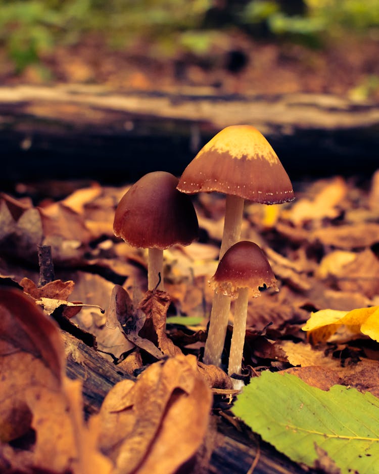 Close-Up Shot Of Mushrooms