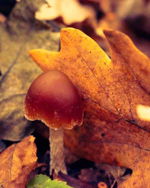 Close-Up Shot of a Mushroom