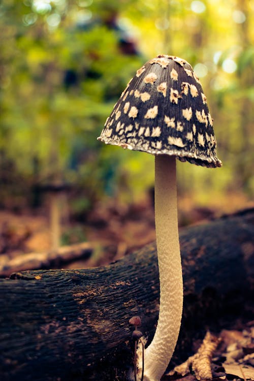 Close-Up of a Mushroom