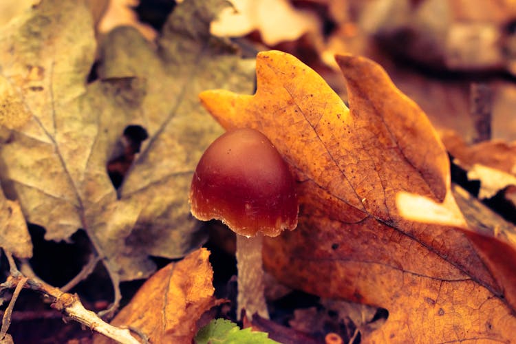 Mushroom And Autumn Leaves