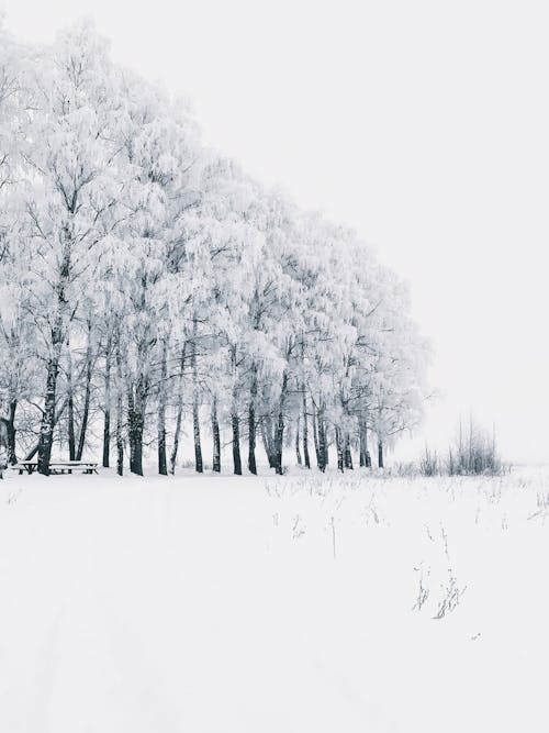 White Trees in Winter