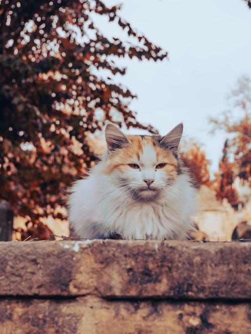 動物, 可愛, 國內 的 免費圖庫相片