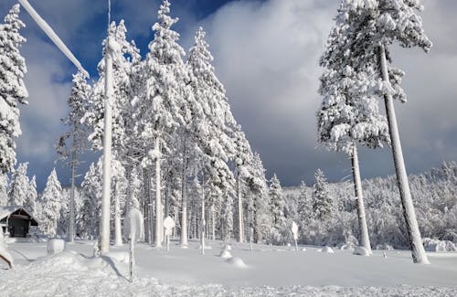 Forest with Trees Covered in Snow