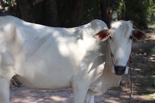 Close up of White Cow