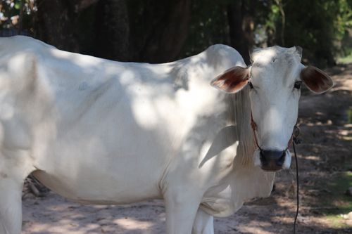 Free Detailed image of a white cow in a sunlit outdoor pasture. Livestock tranquility. Stock Photo