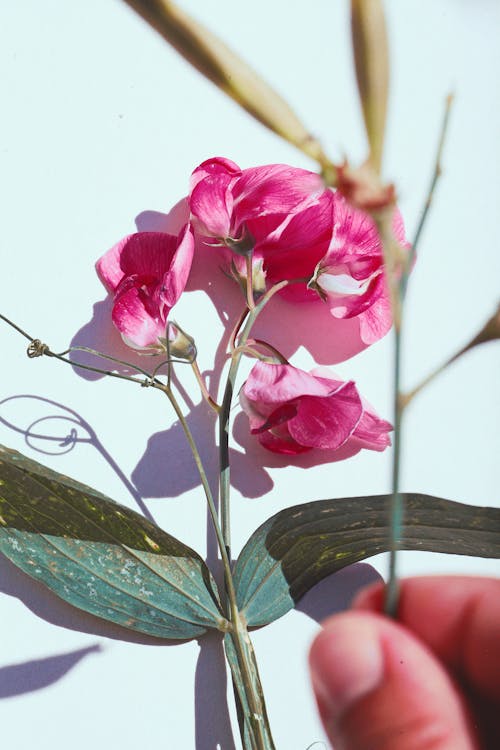 Fingers Holding Pink Flower