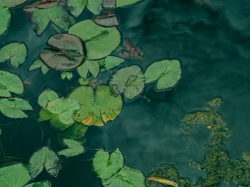 Lily Pads on Body of Water
