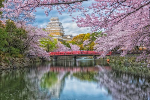 Free stock photo of beauty, castle, cherry blossom