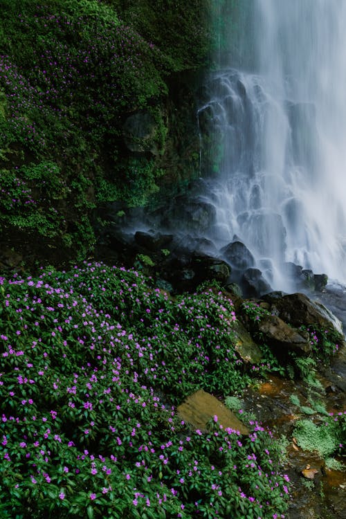 Flowering Plants Beside a Waterfall