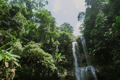 Scenic View of a Cascade in the Forest