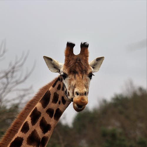 Close-Up Shot of a Giraffe 