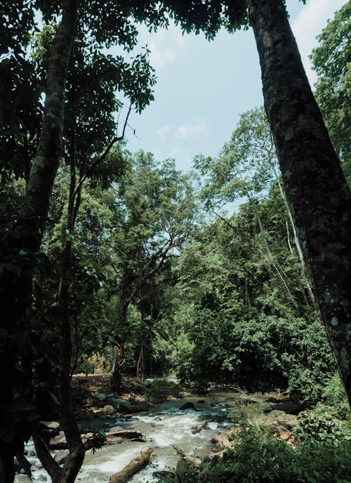 River in Between Trees