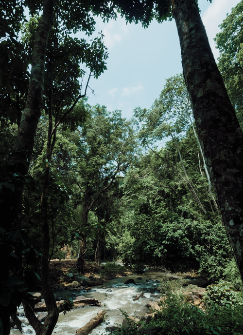 Free Serene forest scene with a flowing river surrounded by lush green trees and natural beauty. Stock Photo