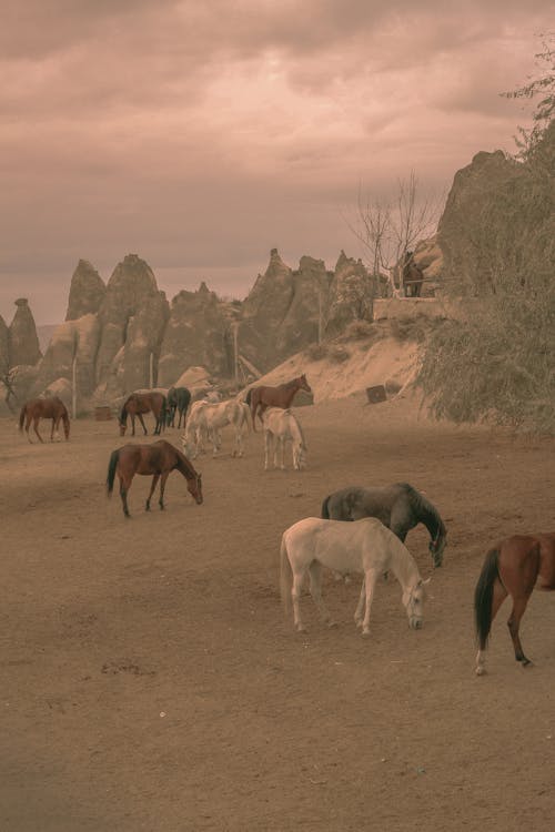 Безкоштовне стокове фото на тему «вертикальні постріл, коні, Природа»