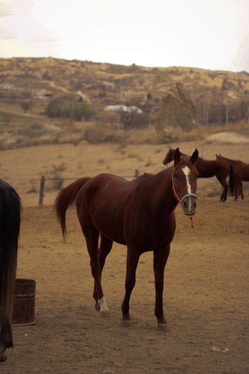 Immagine gratuita di azienda agricola, cavallo, cavallo marrone