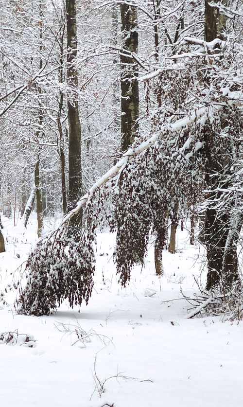 Free A serene winter forest scene with snow-covered trees and ground in Russia. Stock Photo