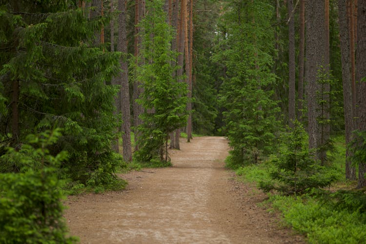 Forest Road