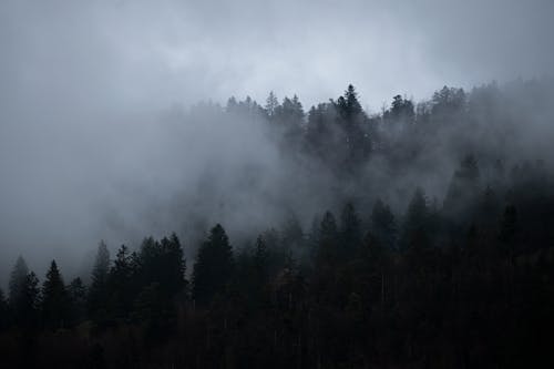 Clouds over Deep Forest